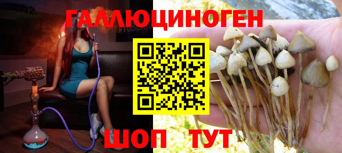 Каменск-Шахтинский  Псилоцибиновые грибы Cubensis  Вход с VPN 